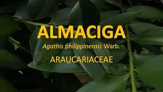 Almaciga (Agathis philippinensis) - Araucariaceae | Trees for Urban Spaces | Philippine Native Trees