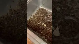 Day in the life of an exterminator!  #projects #pestcontrol #exterminator! #roaches #infestation