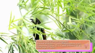 Lesser Coucal (Centropus bengalensis javanensis) - Bird call recorded