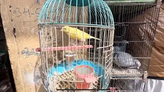 Best Pieces Of Yellow Canary Singing Bird |Yellow Canary Birds At Parachinar Birds Shop |Shabir Shop