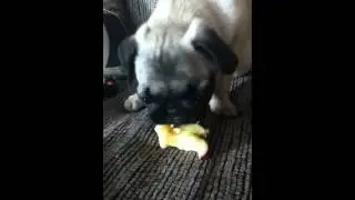 Pug ( Miley) enjoys an apple