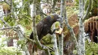 Kaka Parrot Has An Argument With An Apple...HD