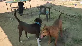 James,  Chica, Jim Morrison, Juneau,  available to adopt,  Bradshaw animal shelter,  Sacramento CA