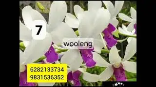 Sale Sale Sale/ Pathumani Cuttings (3 cuttings each color), Dendrobiyum-Varieites
