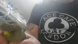 COMO CRIAR CANARIOS GLOSTER DESDE CERO # 3 COMO TIENEN QUE SER TUS GLOSTER