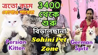 Persian Cat Sale Wholesale Price । Cat Market in Kolkata । Kolkata Cat Market