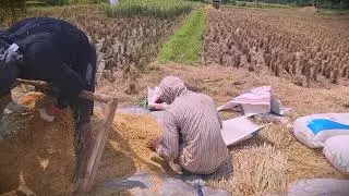 Grain Quality: Using a Simple Sorter for Pure Rice _FarmersLife _Shorts