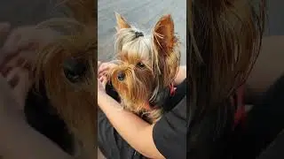 #recommended #рекомендации #приколы #yorkshire #юкки #йоркширскийтерьер #joke #reels #dog
