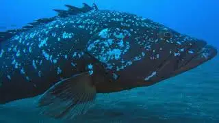 Bob Willis Diving in Madeira - March 2023