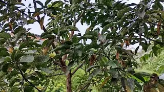 APLIKASIKAN BIO META KE TANAMAN BUAH ALPUKAT