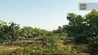 12 فدان النوبارية  الشجاعة   بحاري