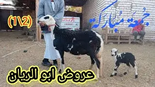 عرض اضخم نعجه برديسي والده بأرخص الاسعار عند ابو الريان(01157790601) (1/2)#ابو_ريان_لتجاره_الأغنام_٢