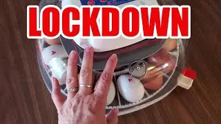Chicken Egg LOCKDOWN | Chickens Eating Their Own Eggs #stayhome