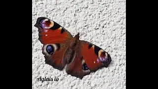 Aglais io