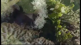 Mammalia // Actiniaria