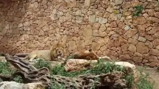 Зоопарк им. Луи Ариэля Гольдшмидта Haifa Educational Zoo