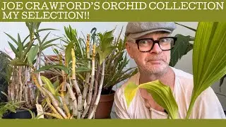 Joe Crawford's orchid collection: my selection!!