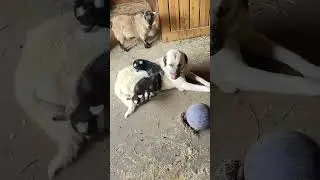 When your bestie is a giant! #love #funny #cute #animals #goat #dog