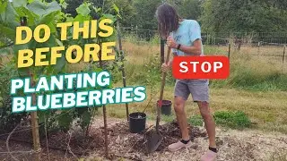 How to plant new blueberry plants.  Soil preparation and planting.