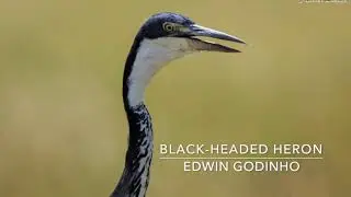 Top 25 Herons, Egrets, Bitterns