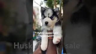 Husky puppy sale in Chennai/madurai/coimbatore/Selam/erode/Trichy/thirunelveli#huskypuppy