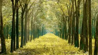 BRIGHT- Song lyrics by Yoshine Panjwani. Credit to composer ##AISONGS