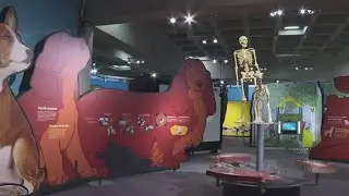 Discover the world through a dog&rsquo;s eyes at 'Dogs! A Science Tail' exhibit: Ready Pet GO!