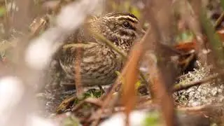Jack Snipe