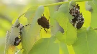European Chafer Beetle