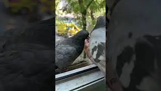 Кептерлер #кептер #голубь #pigeon #shorts #მტრედი #bồcâu #ခို #কবুতর #աղավնի #کبوتر #göyərçin #حمامة