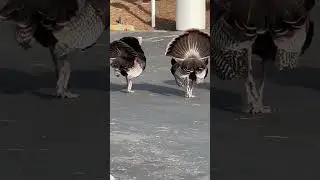 Turkeys Clucking