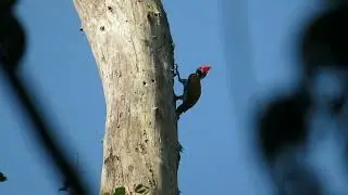 Greater Flameback, Chrysocolaptes g. guttacristatus, pair, Kaeng Krachan, Thailand, 18 Febr 2024 (1)