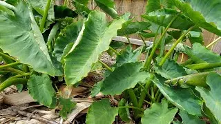 My First TARO Harvest After Planting Last Summer