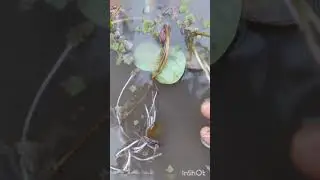 Propogation  and  planting  of   tuber  plant water lilly  Miami rose. Watsapp no. 6282409134 🌺🥰