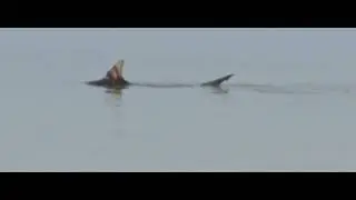 Shark spotted at Asker Beach, Bahrain on 17-12-2025