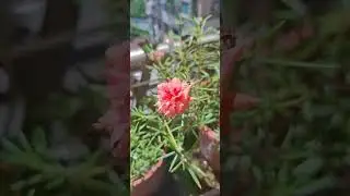 Beautiful Sunlight Flower Carnation bloom