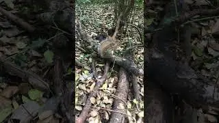 squirrel eating apple ❤️🐿😍 #squirrel #ecureuil #eekhoorn #squirrelfriend #satisfying #soothing