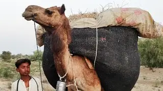 Heavy weight camel for taking heavy load