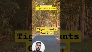 Tiger Hunts Cow Live🛑😱😱 | #shorts #short #hunting