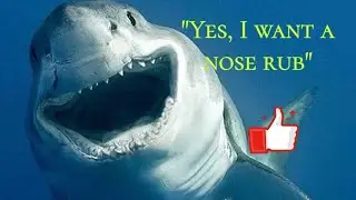 Shark Intelligence Part 6: Personalities