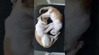 adopted stray kittens like to sleep #adoptstrays  #kitten #catcute