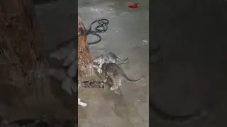 📈Tranding#FightCat🐱🥋#CatFight💥😼#Funny😻#PetReel😂🐾#AngryCat😾#PetChampion🏆🐈#CatWrestling🐱#CatTrend😹