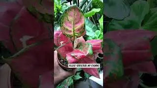 Beautiful Aglonema Plant #duet #telugusongs #song #music #love #plants #shosho #lovesongs #musiclove