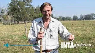Una pastura capaz de enfrentar los anegamientos
