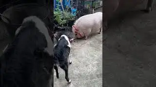 GOAT VS PIG #shorts