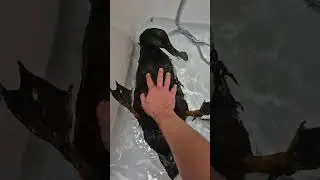 Brzuszek od kaczuszek gąska kąpielowa 😁🦆😂 #śmiesznezwierzaki #śmiesznezwierzęta #kaczka #kaczor