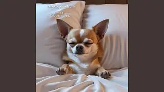Dog Wake Down Gently 4 Hz
