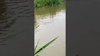 Carp Fishing! (Feeding On The Surface!)