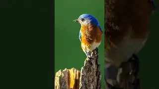 Bluebird #wildlifephotography #shorts #short #birding #birders #birdvideos