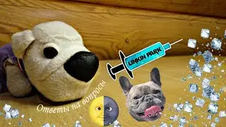 Ответы на вопросы. Очередные вопросики от The Dog Collection Official.